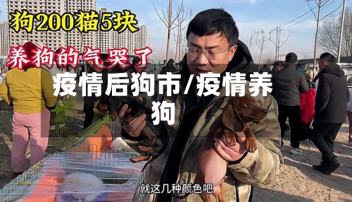 疫情后狗市/疫情养狗-第3张图片