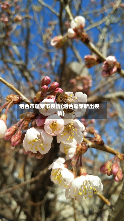 烟台市蓬莱市疫情(烟台蓬莱新出疫情)-第1张图片